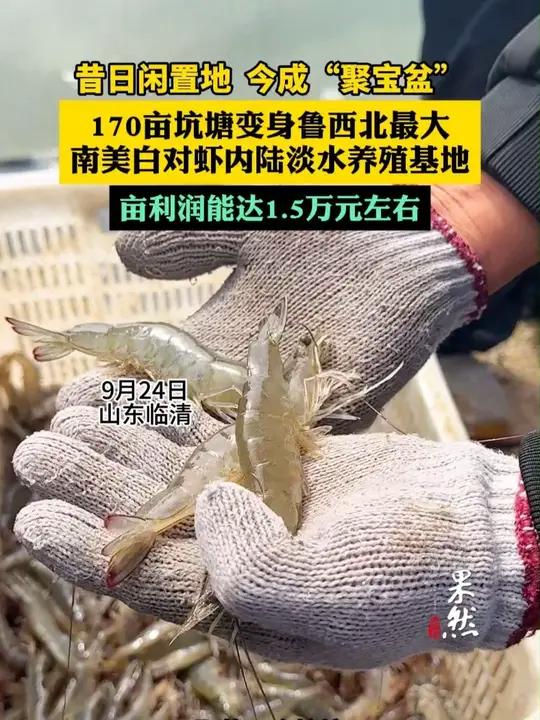 临清170亩闲置坑塘变身“聚宝盆”!鲁西北最大的南美白对虾内陆淡水养殖基地实探,亩利润能达