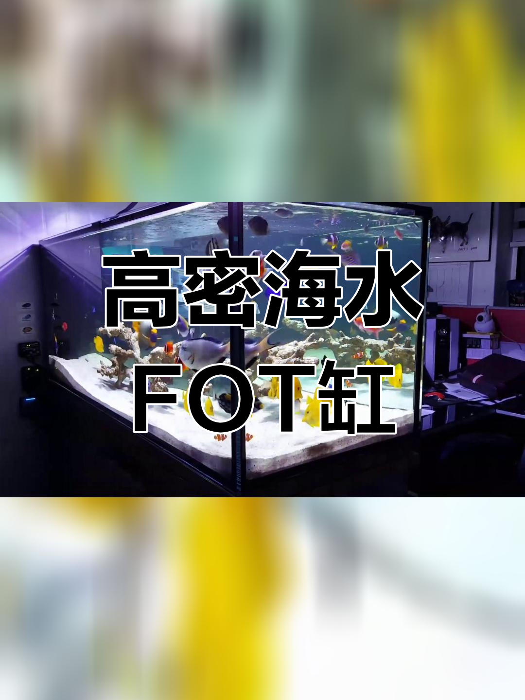 韩国玩家的高密度海水缸,养鱼技巧令人惊叹