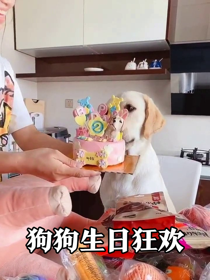 拉布拉多生日会拆礼物拆到嗨,最后蛋糕登场萌化了