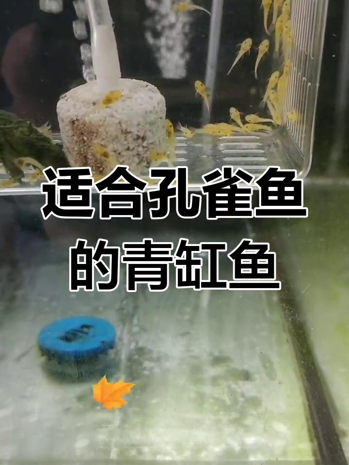 孔雀鱼最佳搭配青缸鱼推荐
