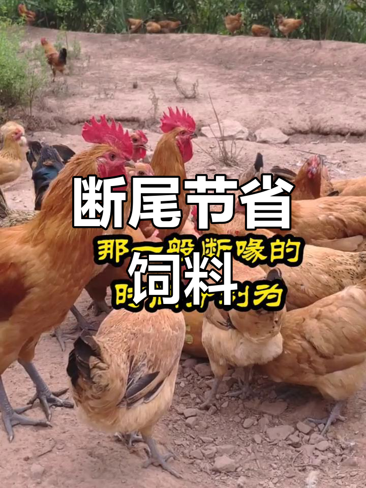 鸡断尾的原因与时机