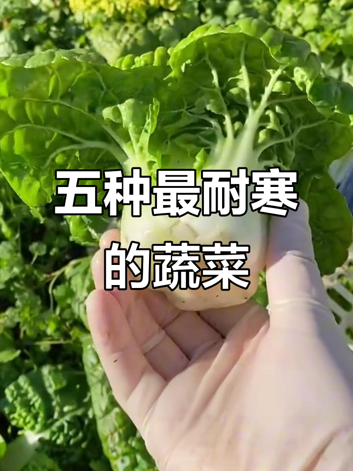 冬季耐寒蔬菜排行,五大必种品种让你不怕寒冷