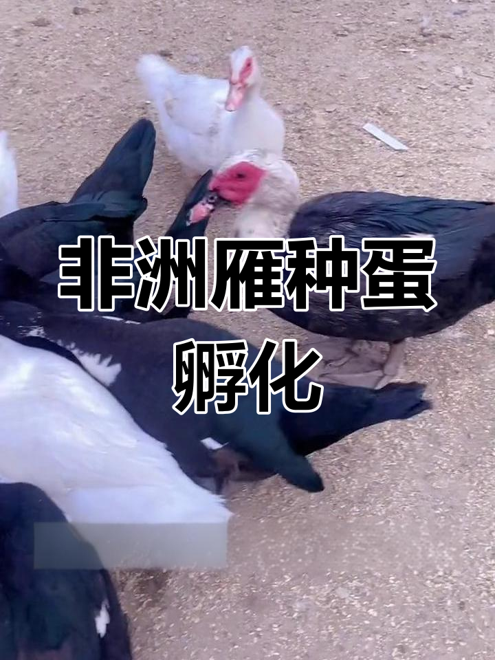 非洲雁种蛋孵化,黑白花与灰色母鸭展示