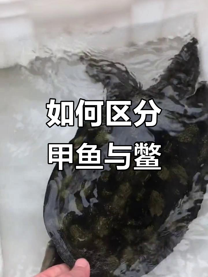 甲鱼与鳖的区别：如何分辨黄花、黑花和半野生品种