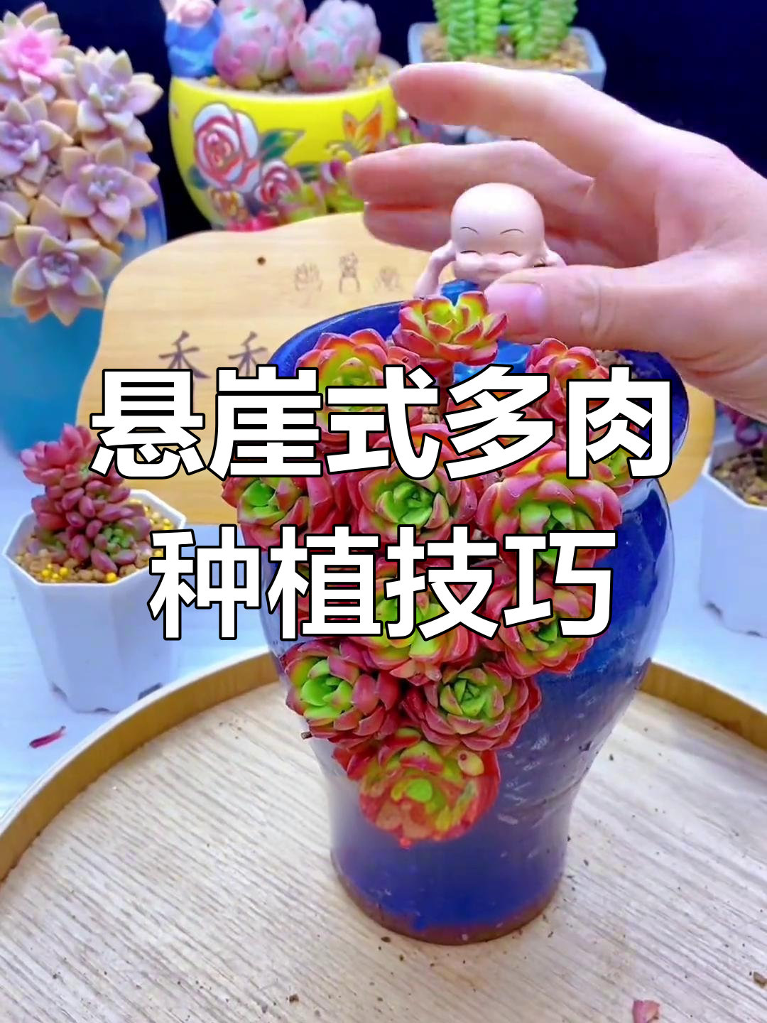 如何用缺口花盆种好多肉,避免烂根?教你一步步操作