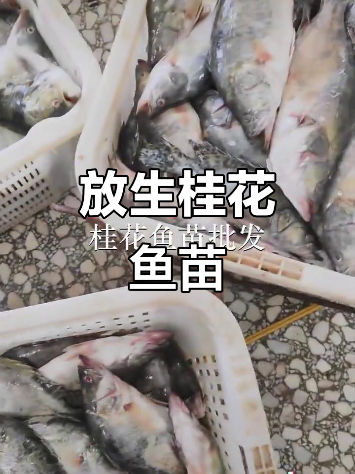 惠州平潭与中山三乡鱼苗场放生，桂花鱼苗助力生态保护