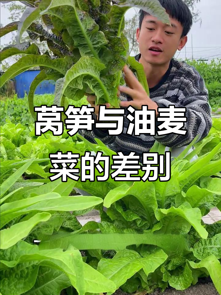 莴笋和油麦菜到底有啥不同?原来它们是亲兄弟!