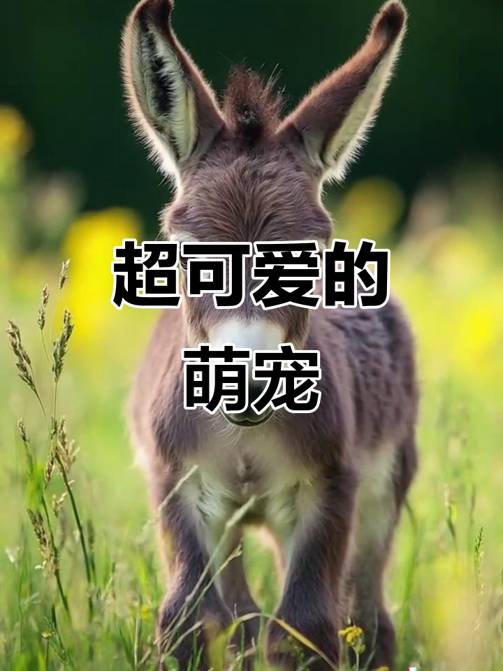 呆萌小动物,超可爱治愈系!