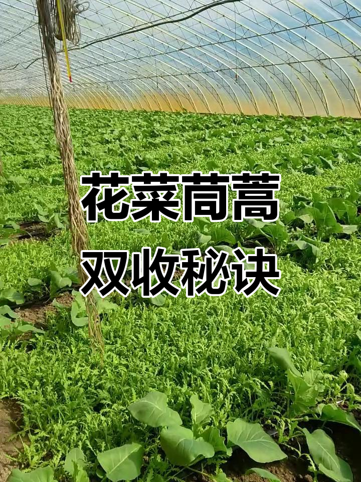 沈阳东北菜花与茼蒿套种技巧,抗倒伏能力强的种子选择