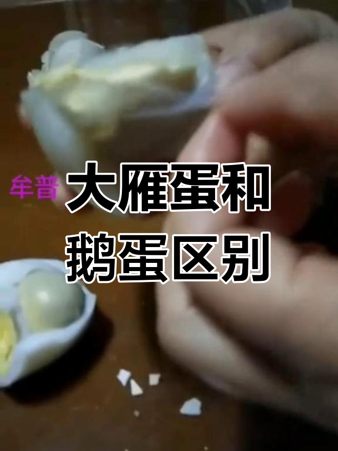 鹅蛋与大雁蛋的油纸皮差异揭秘,营养价值如何?