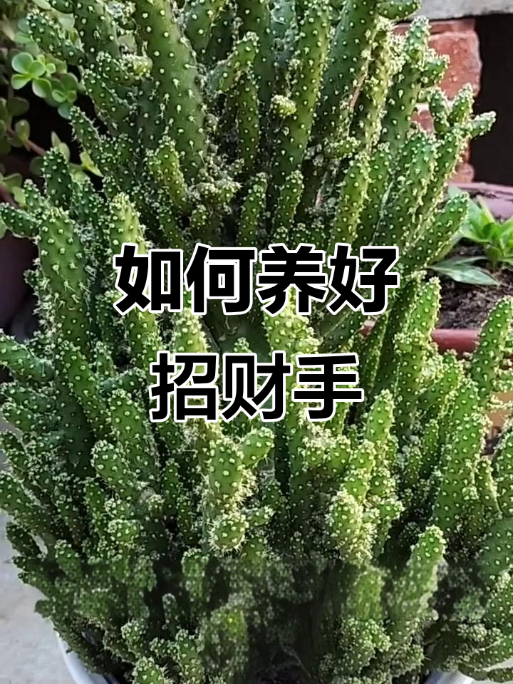 招财手养护全攻略:光照、施肥与浇水技巧