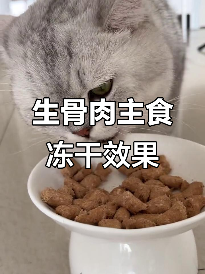 喂生骨肉冻干后,猫咪变化大,便便不臭更健康