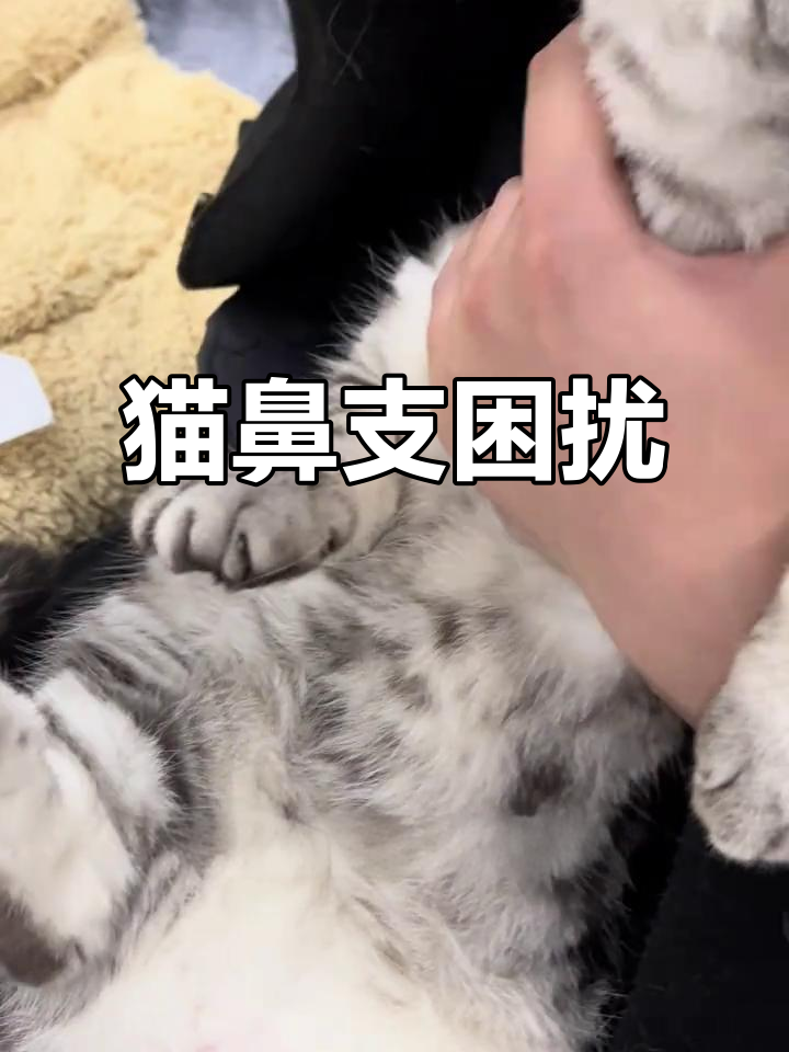猫咪鼻塞难受,消炎药只能缓解,长期治疗令人头疼