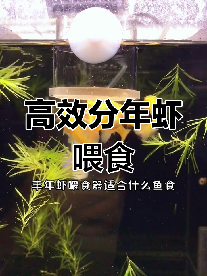 丰年虾喂食器使用指南,轻松解决鱼缸清理问题