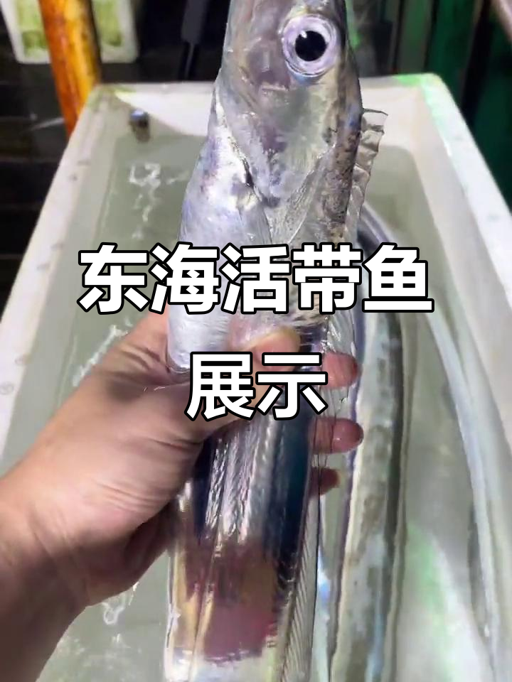 舟山渔场活带鱼大揭秘,东海老鹰嘴小眼睛带你领略新鲜海鲜