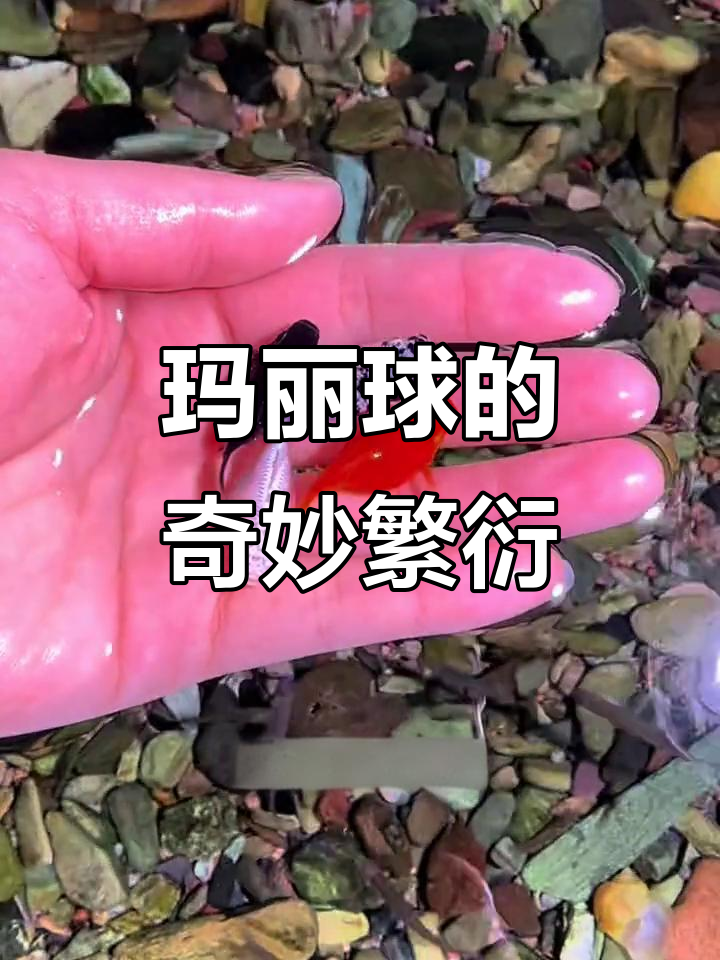 玛丽球鱼神奇繁殖,月月生小鱼,轻松变卖鱼达人!