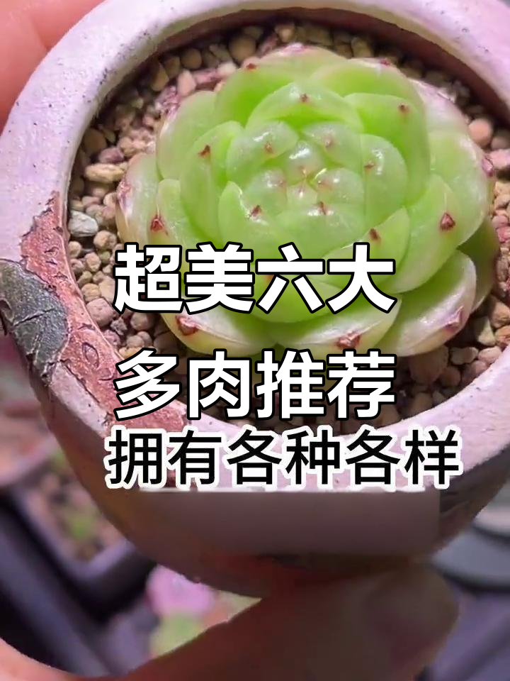 阳台党必看!六款超美多肉,颜值与气质并存