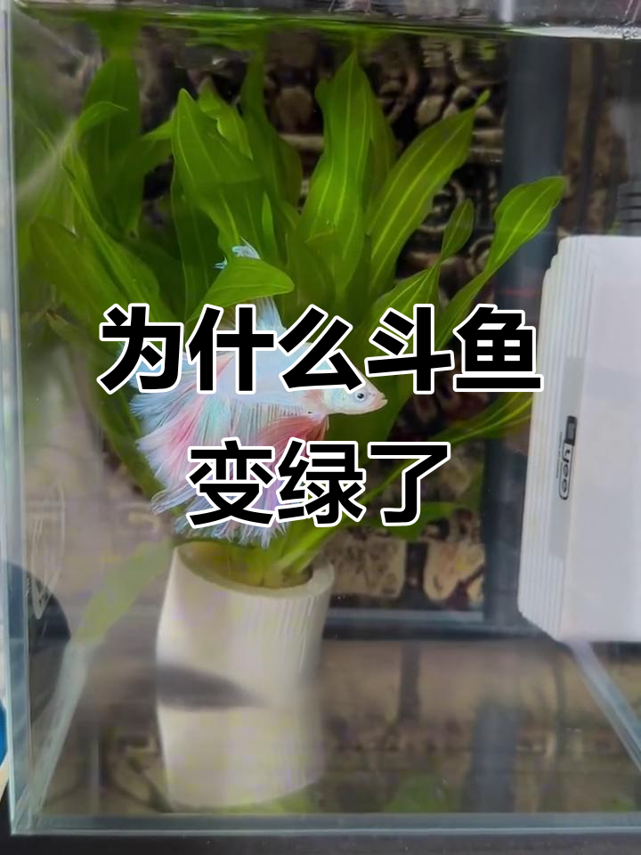 斗鱼褪色的原因找到了,水质没问题!