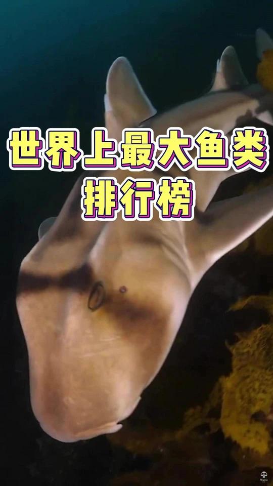 世界上最大鱼类排行榜