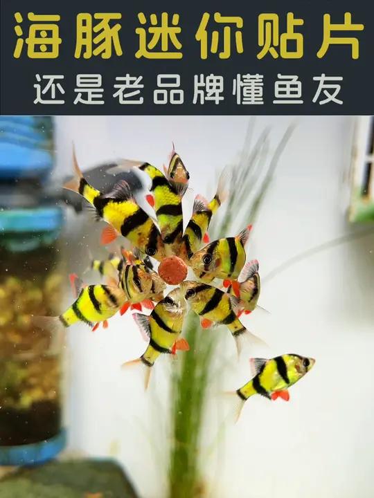 懂鱼友们的还得是老品牌,海豚迷你贴片,喂鱼省心省力,不怕浪费 不怕水质变差,适合各种小型鱼