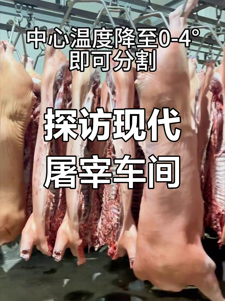 走进云南豕力通现代化屠宰车间,揭秘优质猪肉生产全过程