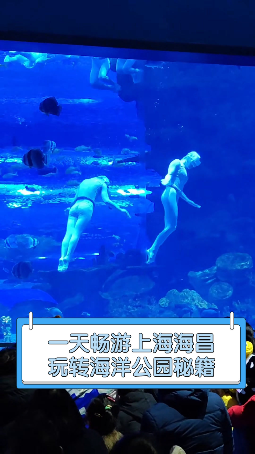 一天畅游上海海昌,玩转海洋公园秘籍