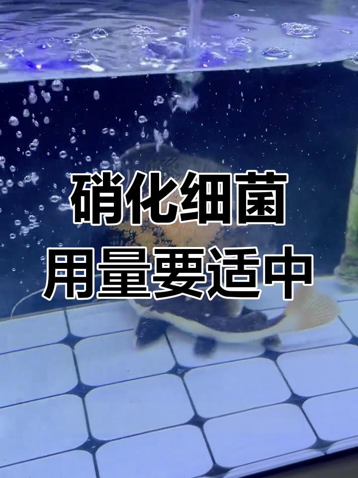 硝化细菌使用有度,过多反而伤鱼