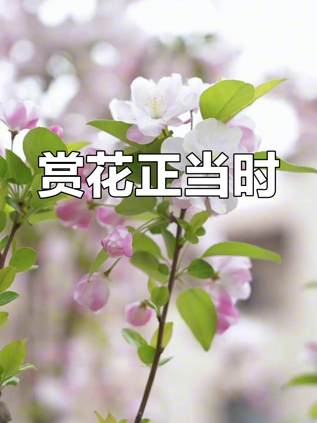 天津西湖海棠盛开,粉色花朵如梦似幻