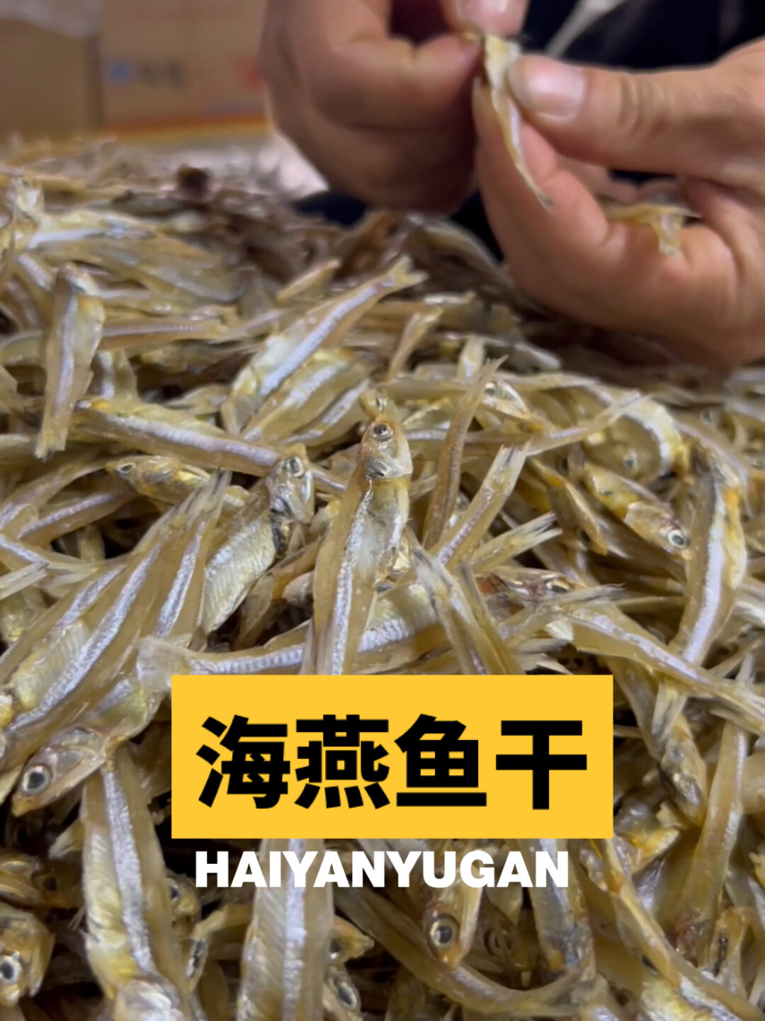 北海鲜香海燕鱼干!