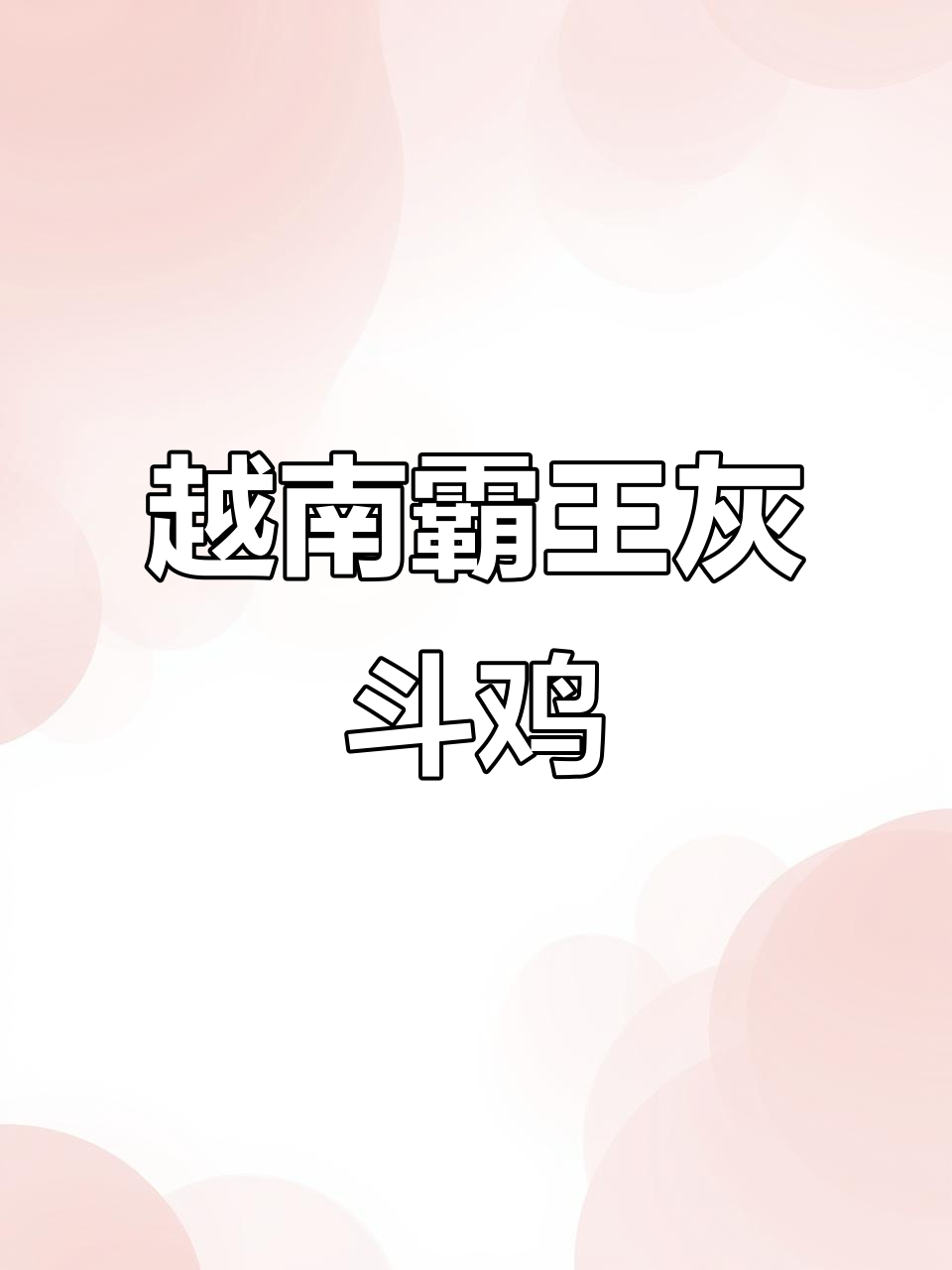 越南霸王灰斗鸡大比拼,激烈对决一触即发!