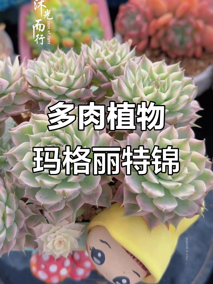 玛格丽特锦：多肉植物的美丽与魅力