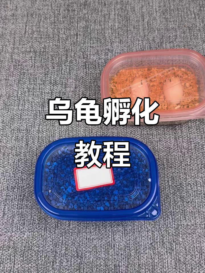 乌龟孵化全流程,手把手教你操作