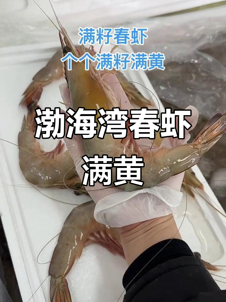 渤海湾大对虾,满籽春虾刚下船,新鲜美味不容错过