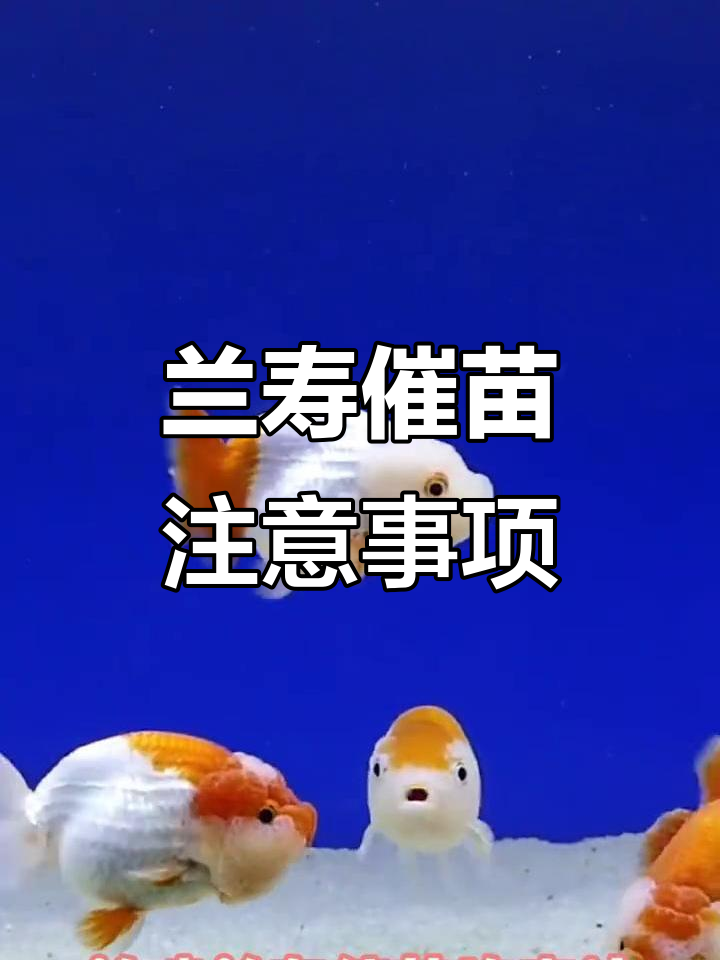 兰寿养殖技巧:如何催苗成功并避免常见问题