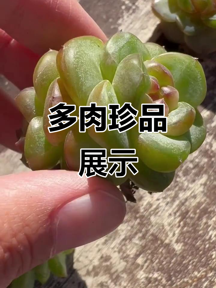 湾区多肉大赏：唐心、风花雪月等珍稀品种全揭秘