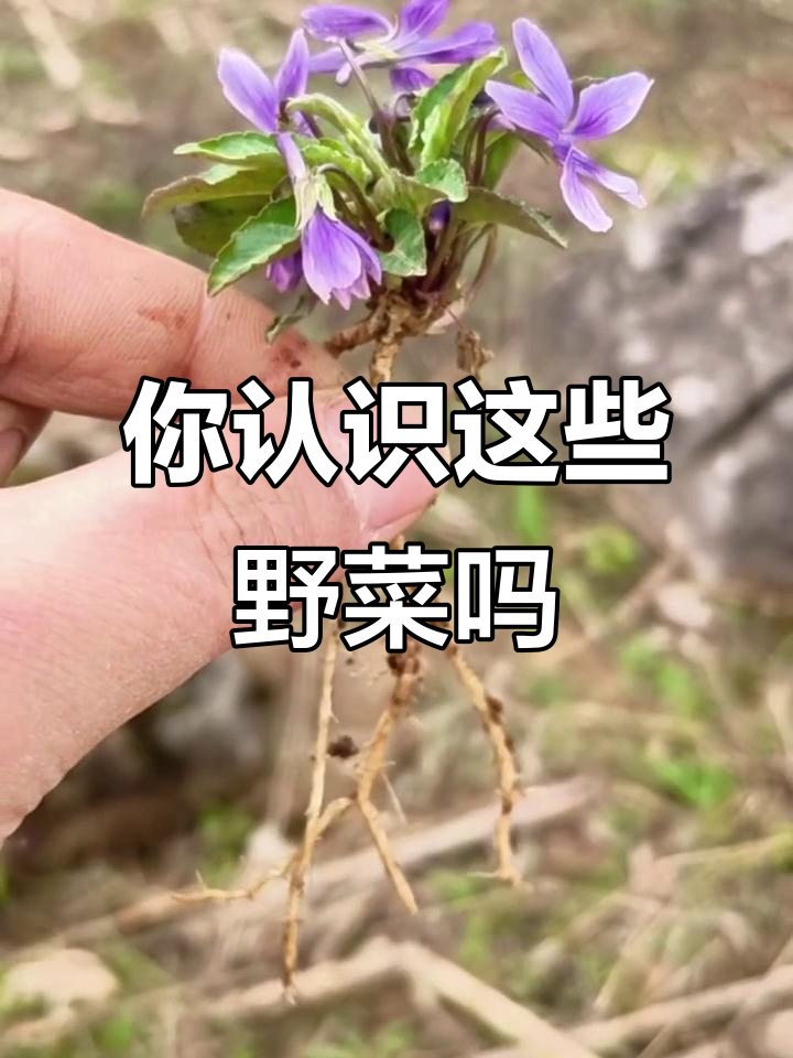 这些常见野菜，你能叫出名字吗？
