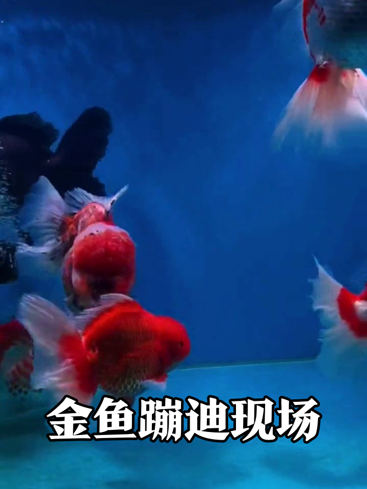 鱼缸里的色彩派对!红黑白金鱼开狂欢舞会
