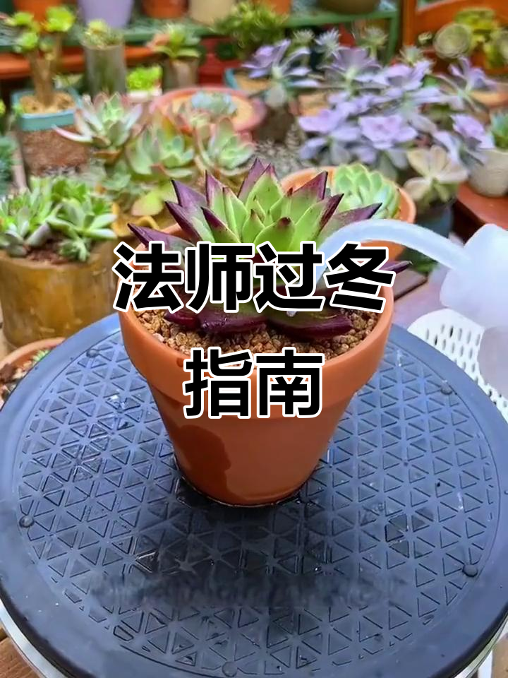 冬季来临，法师多肉如何防寒？这些措施要牢记！