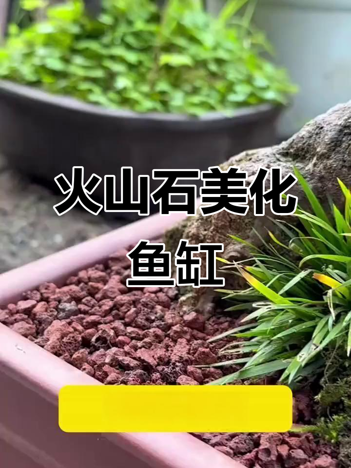 火山石净化水质,鱼缸造景更美观