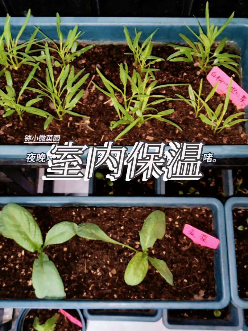 盆栽蔬菜 防冻 保温 室内种植