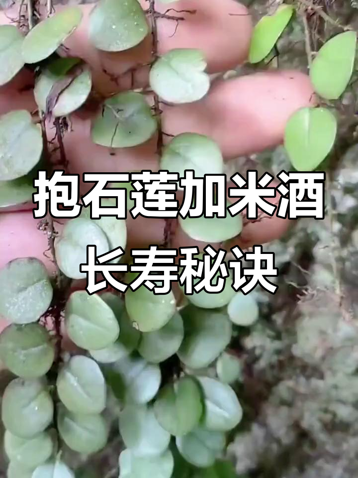 抱石莲与米酒,助力老人活力四射,99岁依旧身轻如燕
