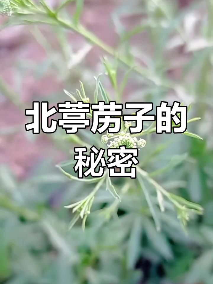 独行菜的种子,竟是北葶苈子!