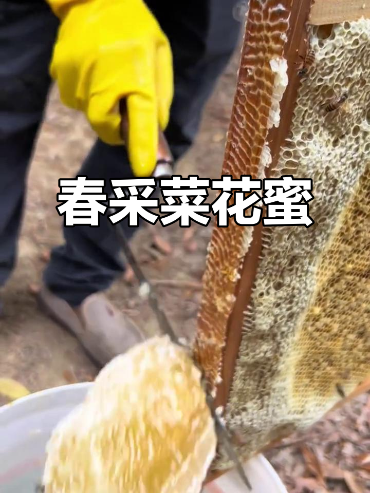 春日限定!深山菜花蜜新鲜采收现场