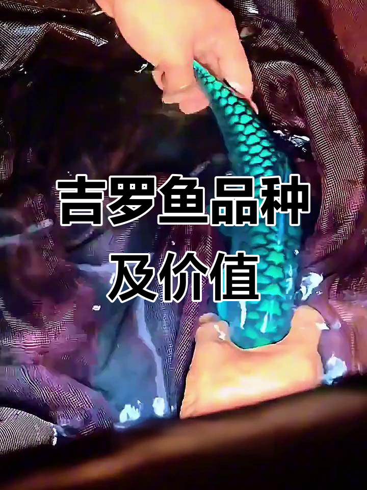 吉罗鱼品种大揭秘：从红波河到变态蓝鲫，价格与鱼苗全解析