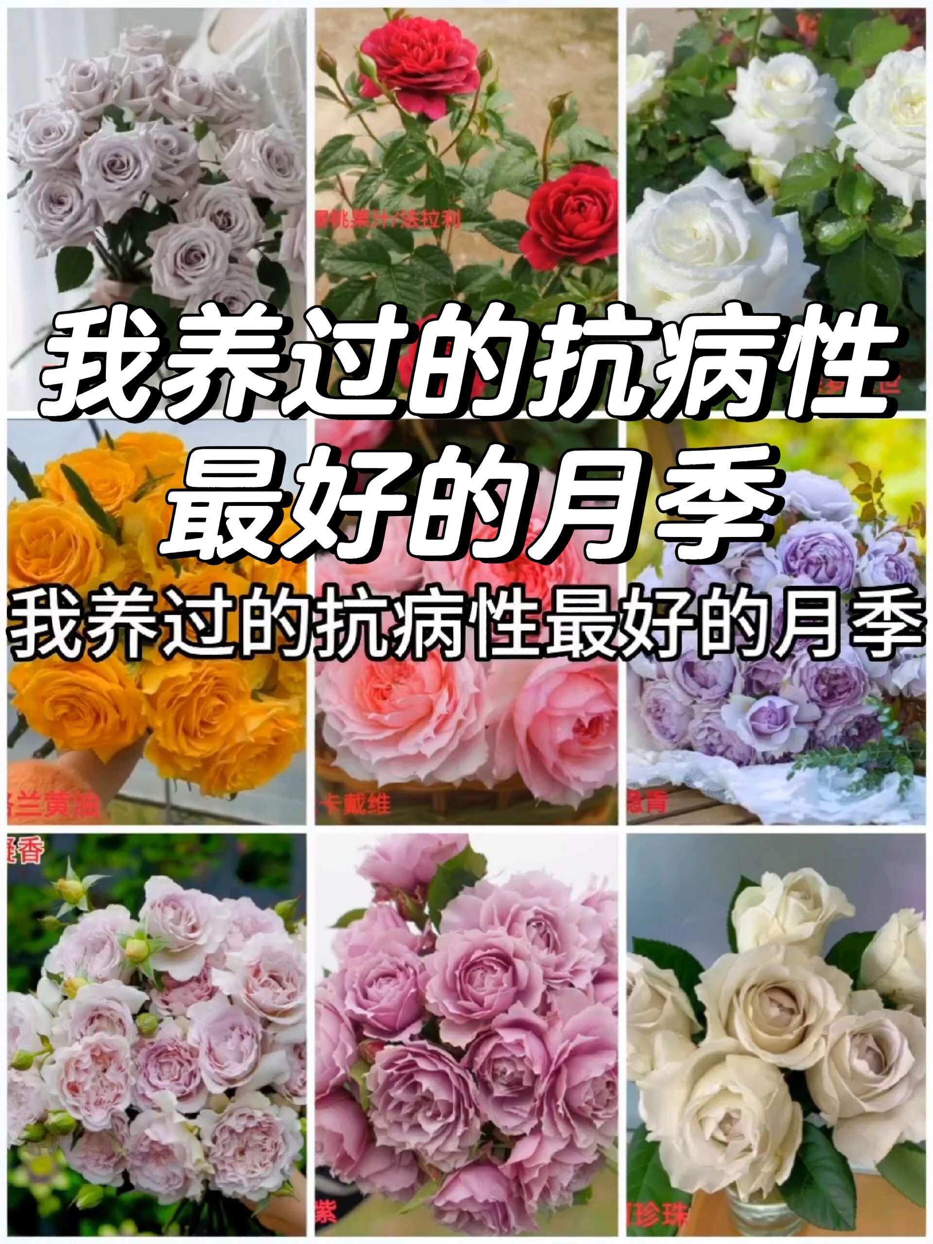 我养过的抗病性最好的月季
