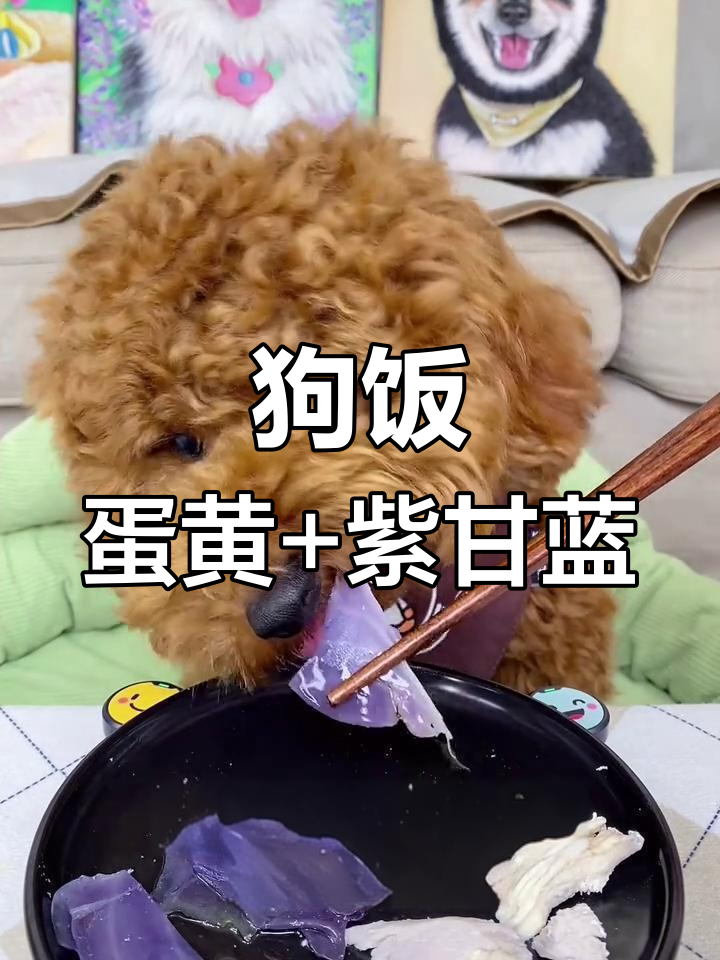 蛋黄与紫甘蓝、鸡胸肉的奇妙搭配,萌宠进食大作战