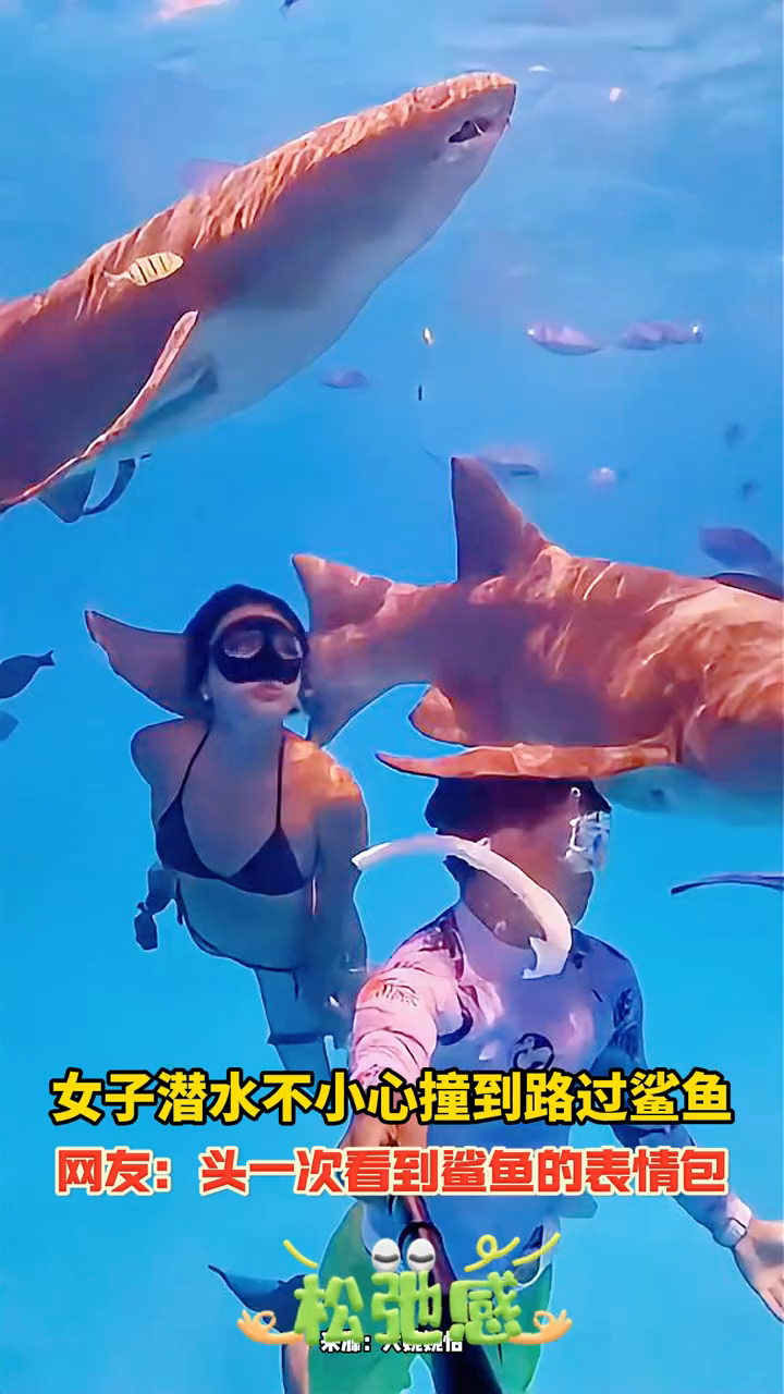 女子潜水不小心撞到路过鲨鱼,网友:头一次看到鲨鱼的表情包