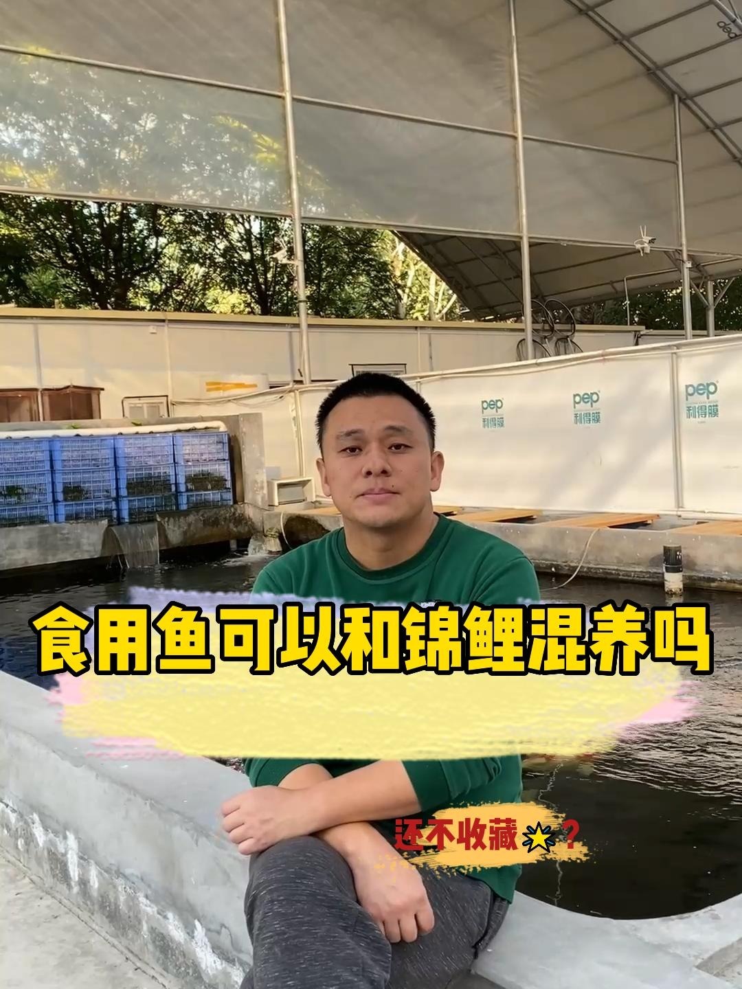 食用鱼可以和锦鲤混养吗?