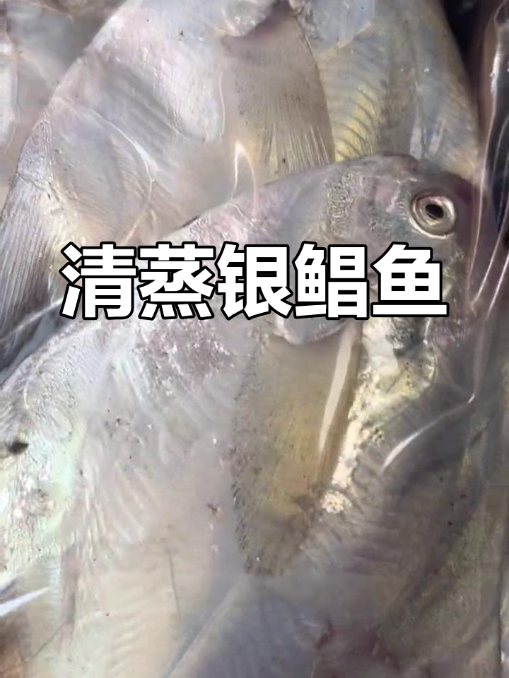 银鲳鱼、平鱼和白鲳其实是同一种野生海捕鱼类