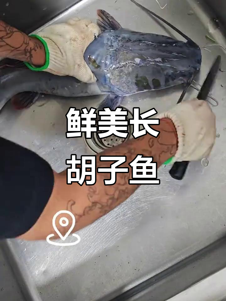 长胡子鱼,三吃美味,新鲜现捞,口感绝佳!